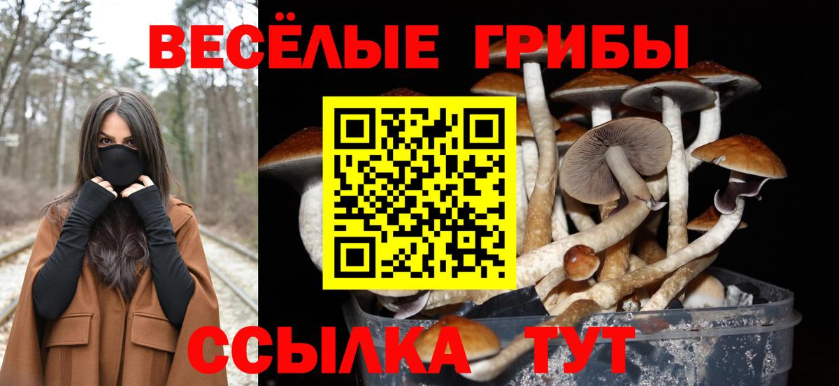 Старая Купавна  Псилоцибиновые грибы Psilocybine cubensis  цены   Вход с VPN 